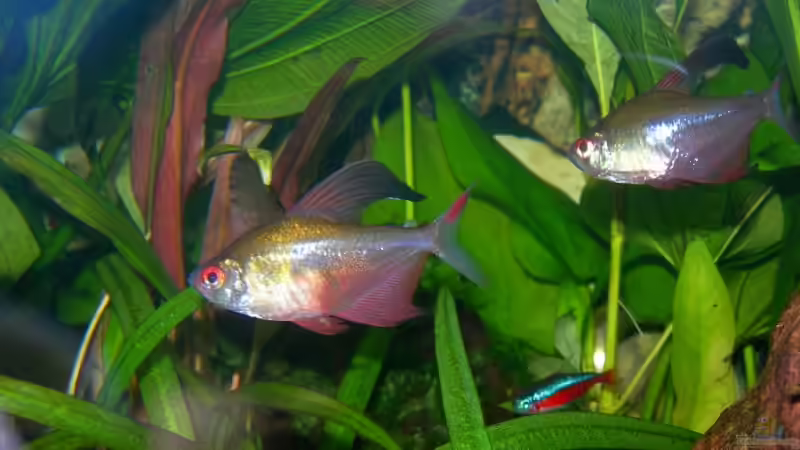 Aquarien mit Hyphessobrycon bentosi (Sichelsalmler)