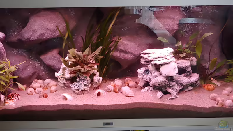 Sonnenuntergang - Stufe 1 von Shayla (25)