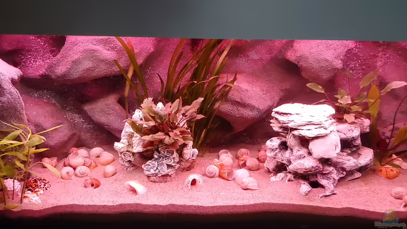 Sonnenuntergang - Stufe 2 von Shayla (26)