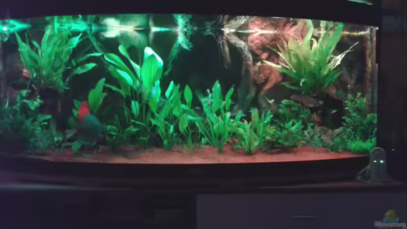 Sonnenuntergang 20.15 Uhr von Rene Zwirchmayr (5)