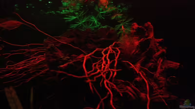 Sonnenuntergang im Hintergrund Mondaufgang! von Florian Bandhauer (33)