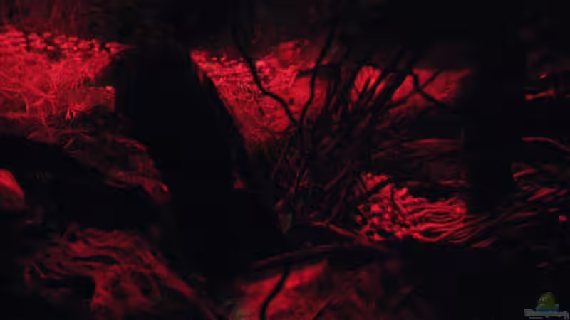 Sonnenuntergang kurz vor der  Mondlichtphase von Bämbel (16)