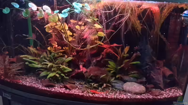 Sonnenuntergang (mit der Sera LED)  von Kathrin77 (4)