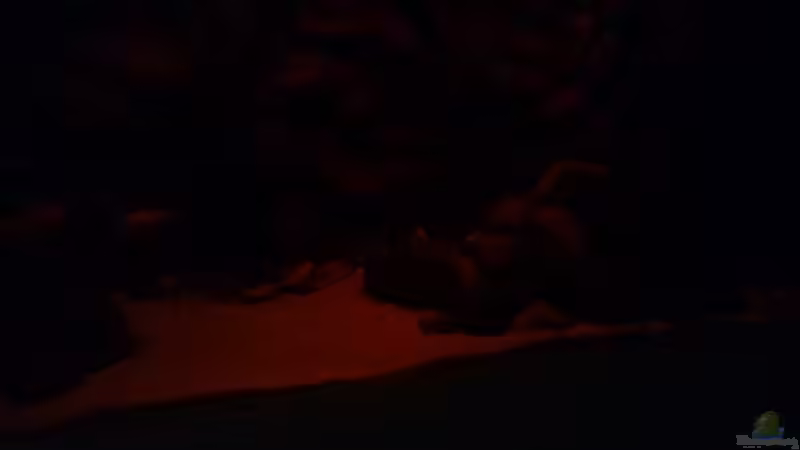 Sonnenuntergang nach 30min von prerow (5)