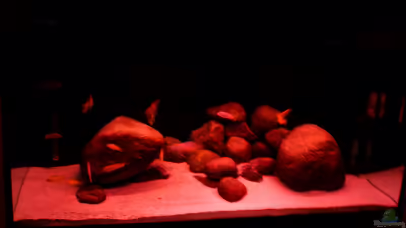 Sonnenuntergang von aquariumwelt (12)