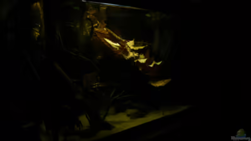 Sonnenuntergang von Cichlid Power (11)