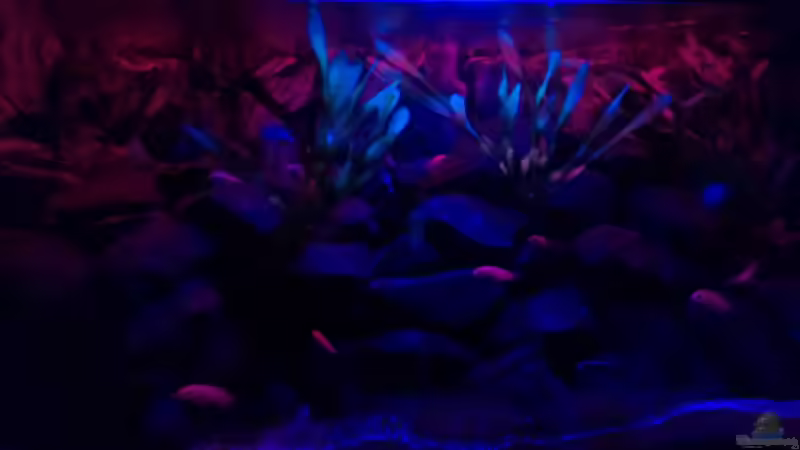 Sonnenuntergang von lohmi_5 (14)