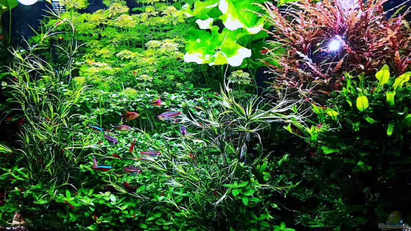 Sonnenuntergang von odin 68 (10)