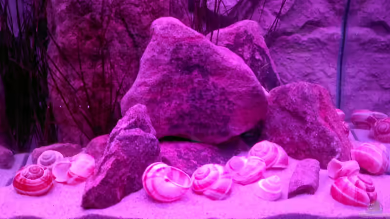 Sonnenuntergang von Sambia (40)