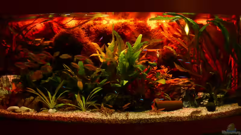 Sonnenuntergang von Thomas Müller (22)