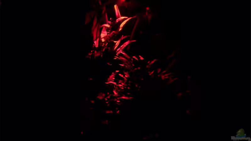 Sonnenuntergangsbeleuchtung von Der Analyst (17)