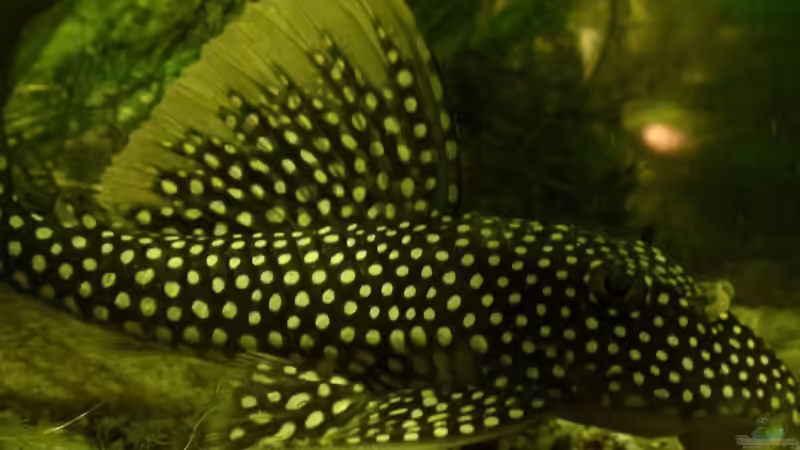 Sonnenwels , Scobinancistrus aureatus von Fat Tony (21)