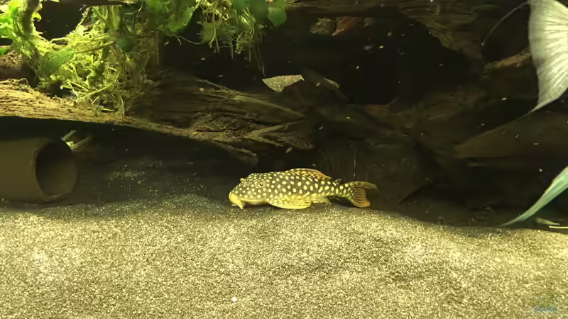 Aquarien mit Scobinancistrus aureatus (Sonnenwels, L 14)