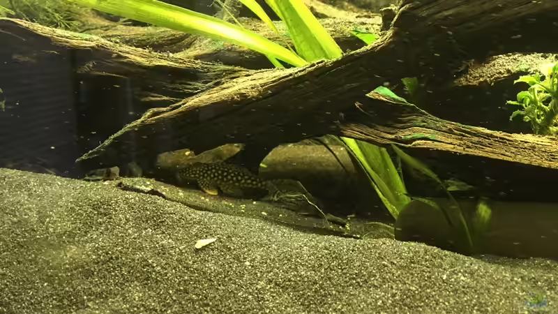 Sonnenwels und Panzerwels von Stefan Heins (25)