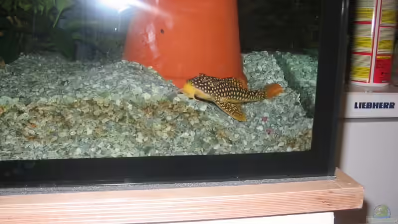 Sonnenwels von Eberhard Brammer (19)