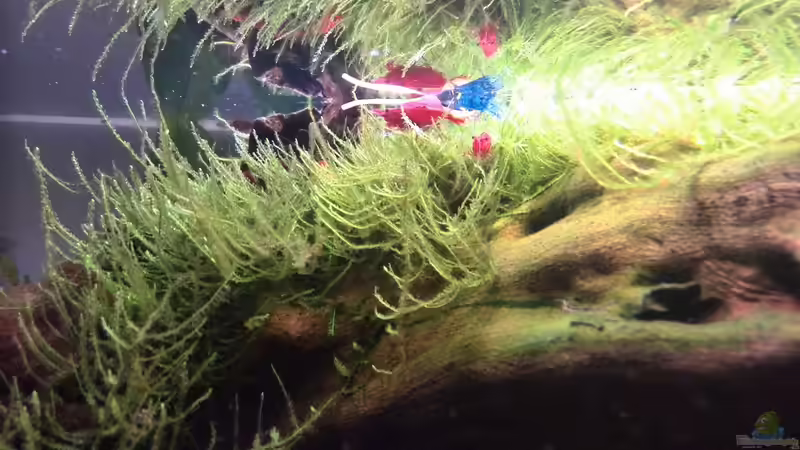 ´sonniger´ Lieblingsort der Neocaridinas von Vancouver2010 (29)