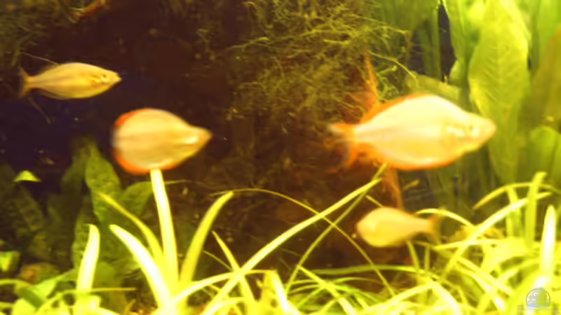 Sorgen für Action im becken,meine Regenbogenfische. von David Nachtweih (10)