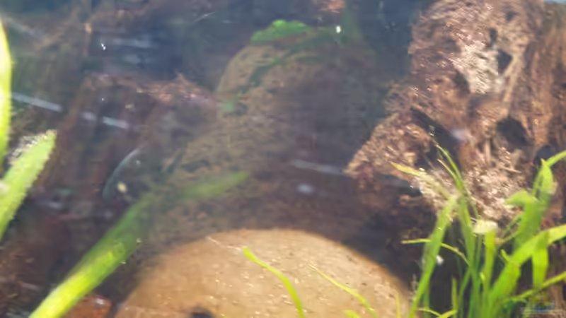 Sorry, kommt nicht so schön rüber wie es in echt ist! Wurzeln und Höhle von Milehigh H (8)