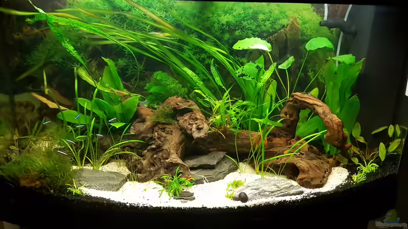 Southamerica Fever von painless Tdb-music (7)