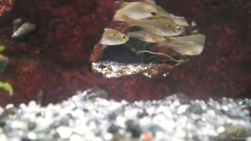 ~SouthRedRiver~~View2~ von Baschtel (7)