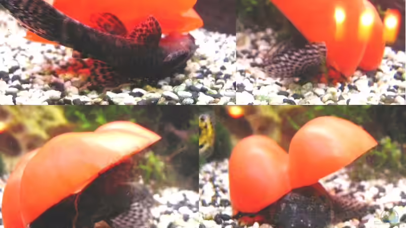 sowas kommt von sowas, wenn man zu stürmisch is(s)t von Monika Maier (26)