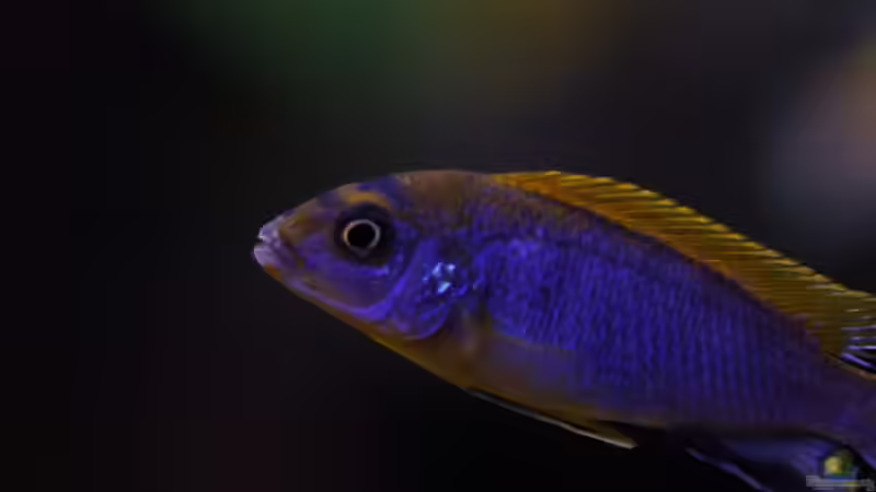 sp. hongi red top von maggo 28 (37)