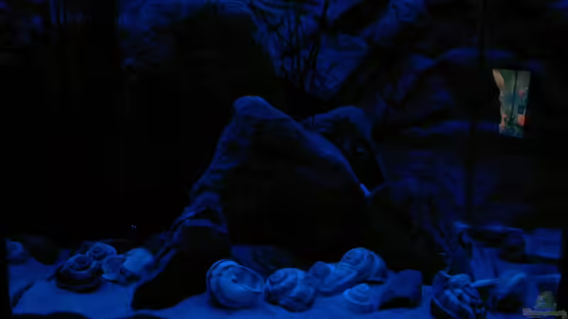 späte Nacht von Sambia (43)