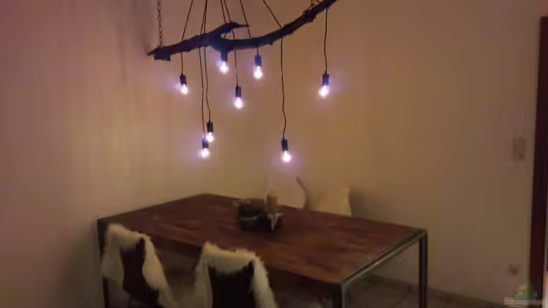 Späterer Platz für das Aquarium von Mondamin (26)