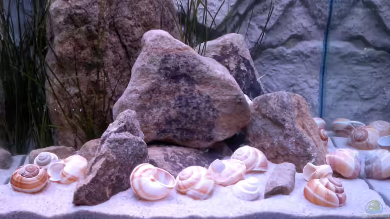 Spätnachmittag von Sambia (38)