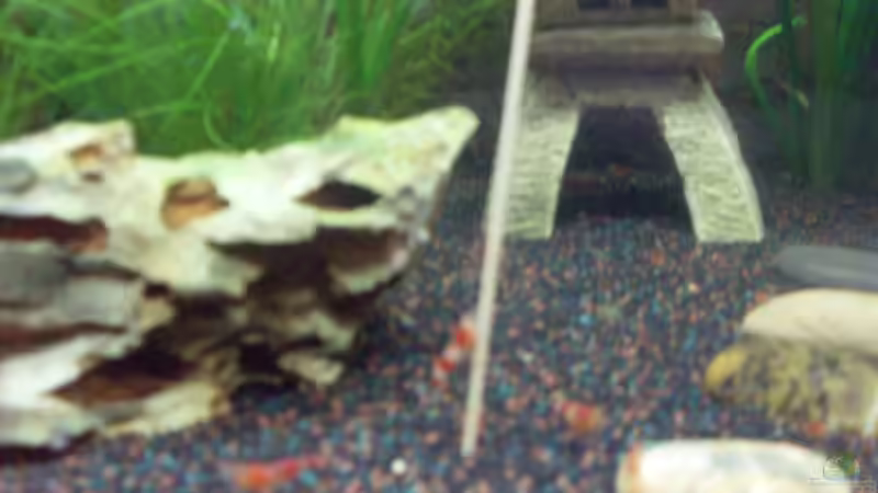 Spaghetti Essen von Brausefisch (4)