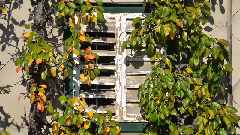 Spalierbäume als Lösung für klare Gartenstrukturen