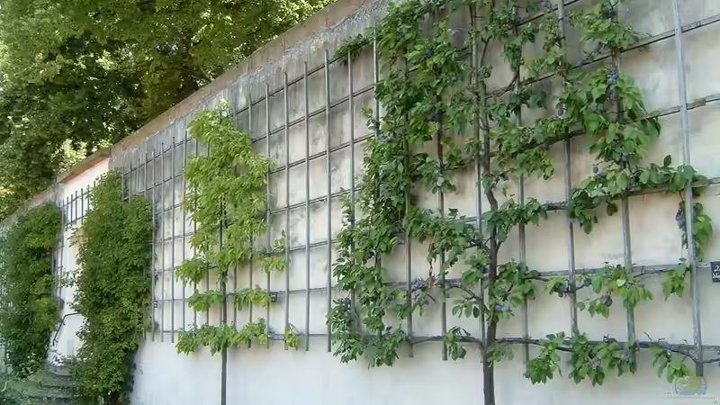 Spalierobst: Kreativer Obstgarten für kleine Flächen und stilvolle Gärten