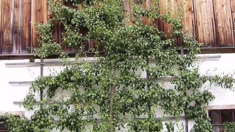 Spalierobst: Kreativer Obstgarten für kleine Flächen und stilvolle Gärten