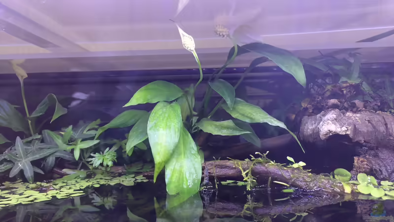 Spathiphyllum in der Blüte von Harald Kästner (28)