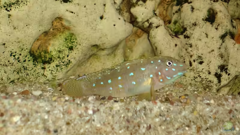 Spathodus erythrodon von Birkenzeisig (14)