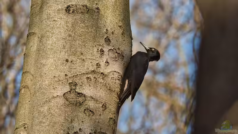 Spechte in Deutschland – Arten, Lebensräume und ihre Bedeutung im Garten
