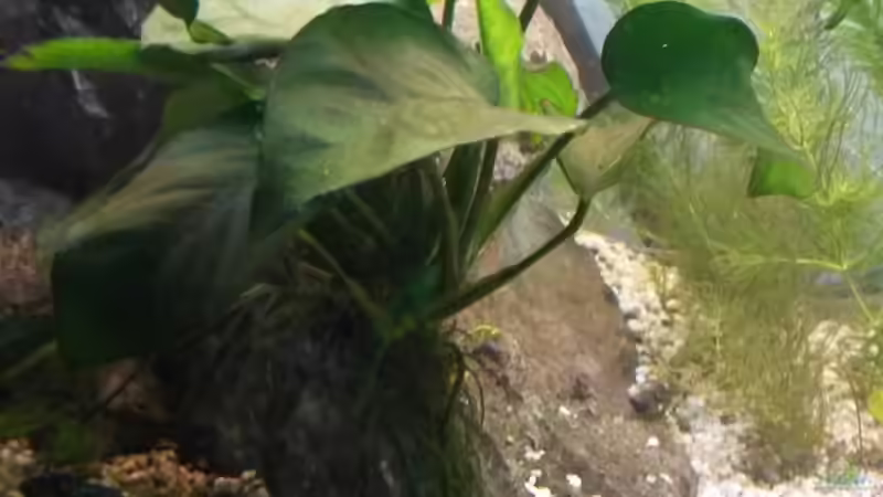 Speerblatt auf Stein von Dreadnought (23)