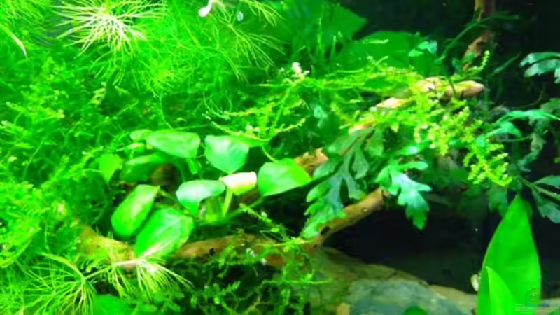 Speerblatt und Kongofarn (Anubien, Bolbitis) von Kuller (2)