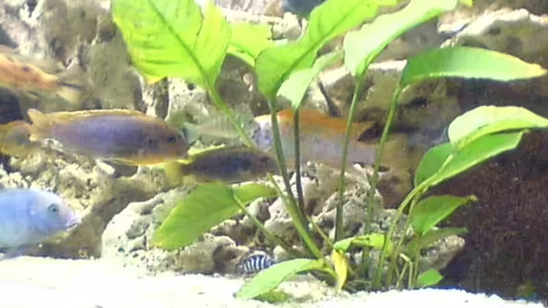 Speerblatt von Andrea Linge (4)