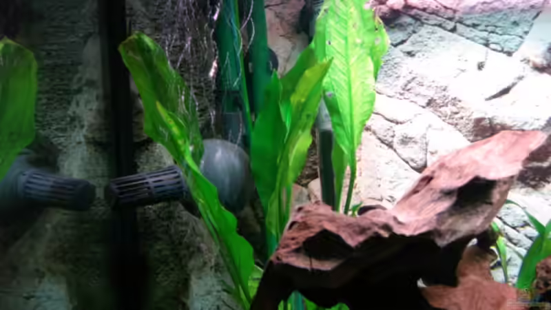 Speerblatt von Dirk Linke (8)