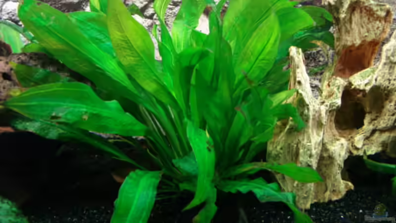 Speerblatt von Dirk Linke (9)