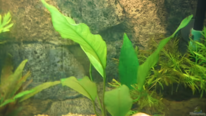 Speerblatt von Ron Schäpe (12)