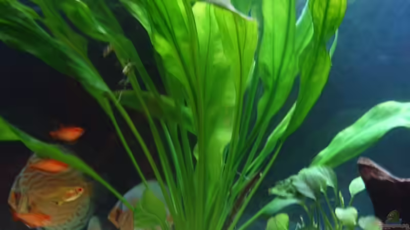 Sperblatt von Robert Kolovrat (6)