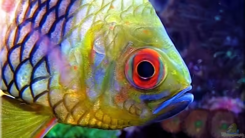 Sphaeramia nematoptera von Petra Kallmeyer (30)