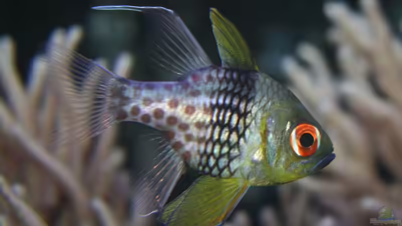 Aquarien mit Sphaeramia nematoptera (Pyjama-Kardinalbarsch)