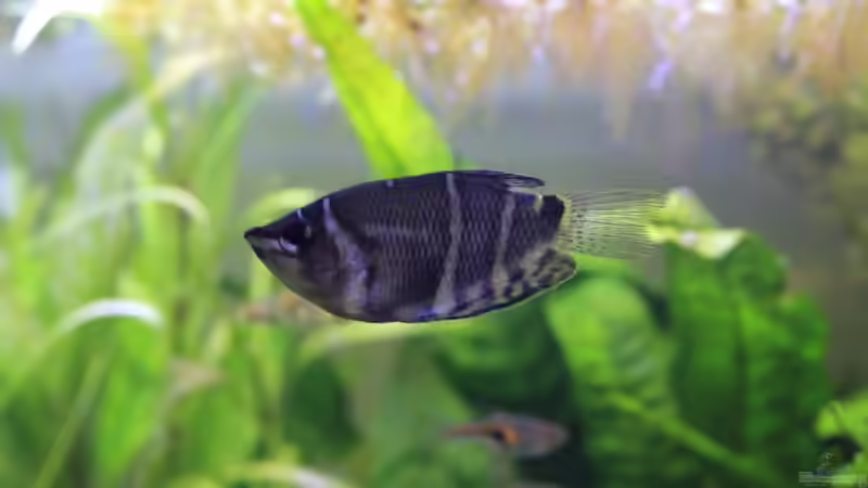 Sphaerichthys osphromenoides von Woudbes (5)