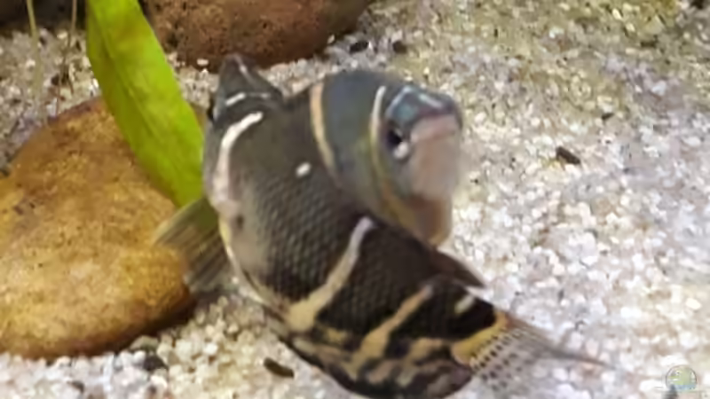 Sphaerichthys osphromenoides von Woudbes (6)