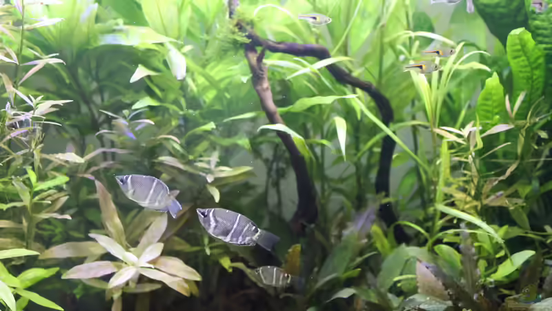 Sphaerichthys osphromenoides von Woudbes (7)