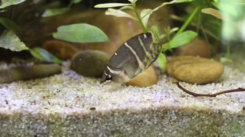 Einrichtungsbeispiele für Sphaerichthys osphromenoides
