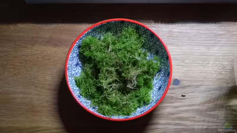 Sphagnum Moos von Junglist (12)